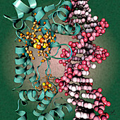 NsrR nitrogen oxide sensor transcription factor, illustration