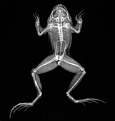 Lake frog, X-ray