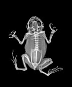 Common toad, X-ray