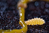 Springtail eating slime mould