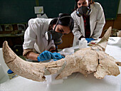 Analysis of fossil bison cranium