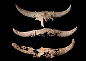 Fossil bison crania deposited by Neanderthals