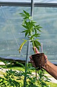 Hemp plant