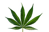 Hemp leaf