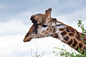 Giraffe with tumour