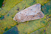 Yellow-line Quaker moth