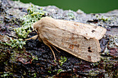 Twin-spotted Quaker moth