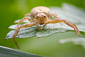 Crab spider