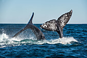 Grey whales fluking