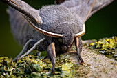 Poplar hawk-moth