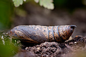 Poplar hawk-moth pupa