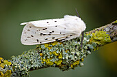 White ermine moth