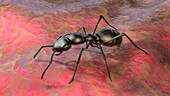 Ant, illustration