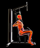 Skeleton training on a hammer strength machine, illustration