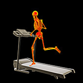 Skeleton running on a treadmill, illustration