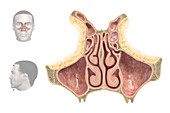 Nasal cavity, illustration