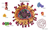 Rotavirus structure, illustration