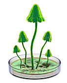 Mushrooms growing in laboratory, conceptual illustration