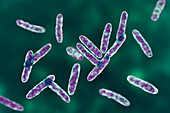 Cardiobacterium hominis bacteria, illustration.