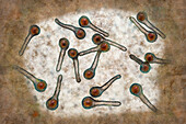 Tetanus bacteria, illustration