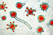 Conidiobolus coronatus microscopic fungi, illustration.