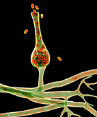 Saksenaea microscopic fungi, illustration