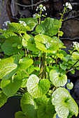 Wasabi plant with flowers