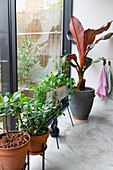 Houseplants in various pots in front of floor-to-ceiling window