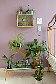 Houseplants on side table and wall shelf in bedroom with pink-coloured walls