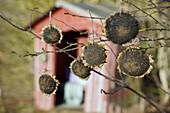 Getrocknete Sonnenblumen als Vogelfutter an einem Baum befestigt, im Hintergrund ein rotes Gartenhaus