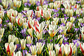 Tulpe (Tulipa) 'The First', Elfen-Krokus (Crocus tommasinianus) 'Barr's Purple'