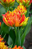 Tulpe (Tulipa) 'Tambora'