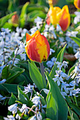 Tulpe (Tulipa) 'Flair', Mischtschenko-Blaustern (Scilla mischtschenkoana)