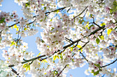 Japanische Blütenkirsche (Prunus serrulata) 'Amagi-yoshino'