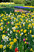 Narzisse (Narcissus) im Frühlingspark