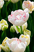 Tulpe (Tulipa) 'Wild Romance'