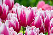 Tulpe (Tulipa) 'Kamaliya'