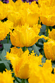 Tulpe (Tulipa) 'Yellow Valery'
