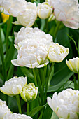 Tulpe (Tulipa) 'Cotton Candy'