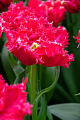 Tulpe (Tulipa) 'La Mour'