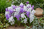Iris reticulata Scent Sational, Scilla mischtschenkoana Tubergeniana