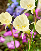 Reifrock-Narzisse (Narcissus bulbocodium) 'Spoirot'