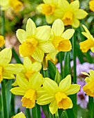 Narzisse (Narcissus) 'Tete a Tete'