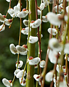 Salweide (Salix caprea) 'Kilmarnock'