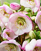 Nieswurz (Helleborus) 'Valentine Blush', Nieswurz (Helleborus) 'Hilhel'