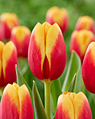 Tulipa Soprano