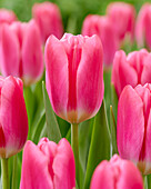 Tulipa Pink Velvet