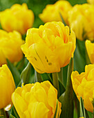 Tulpe (Tulipa) 'Sunspot'