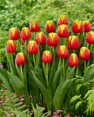 Tulipa Pride of Europe