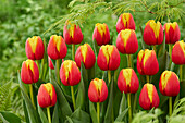 Tulpe (Tulipa) 'Pride of Europe'